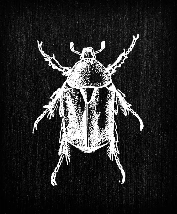 Framed Print : Antique old French engraving illustration: Insect Cetonia aurata, rose chafer Framed Print : Antique old French engraving illustration: Insect Cetonia aurata, rose chafer