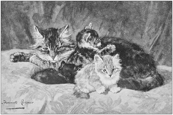 Antique photo of paintings: Cats