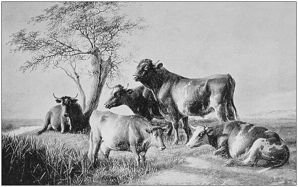 Antique photo of paintings: Cattle
