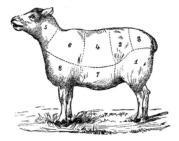 Antique recipes book engraving illustration: Mutton sections