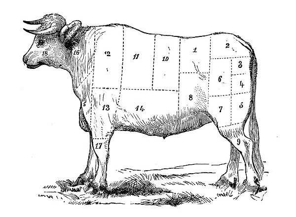 Antique recipes book engraving illustration: Beef sections