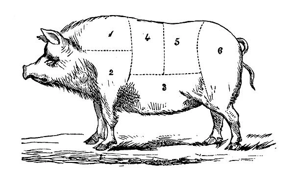 Antique recipes book engraving illustration: Pork sections