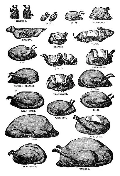 Antique recipes book engraving illustration: Poultry and gamebirds