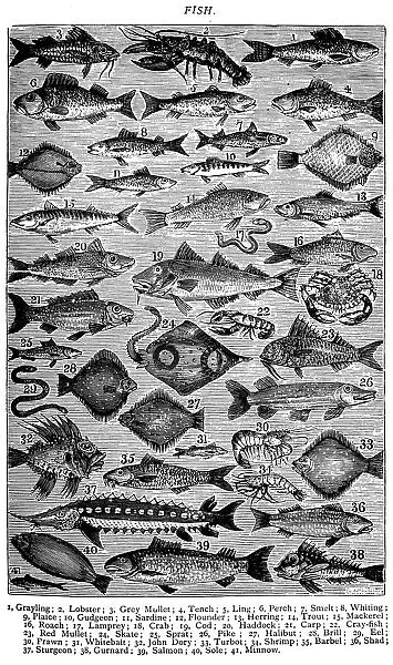 Antique recipes book engraving illustration: Fish  /  Seafood