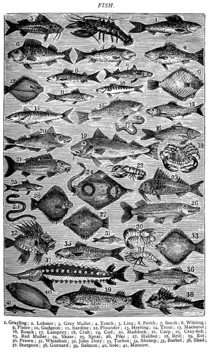 Framed Print : Antique recipes book engraving illustration: Fish / Seafood Framed Print : Antique recipes book engraving illustration: Fish / Seafood