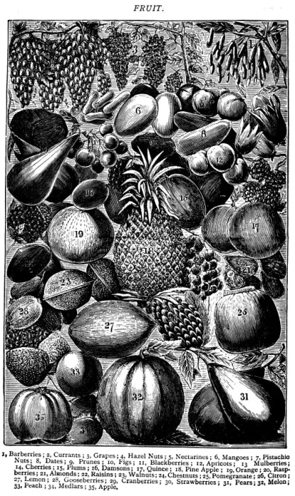 Framed Print : Antique recipes book engraving illustration: Fruit Framed Print : Antique recipes book engraving illustration: Fruit