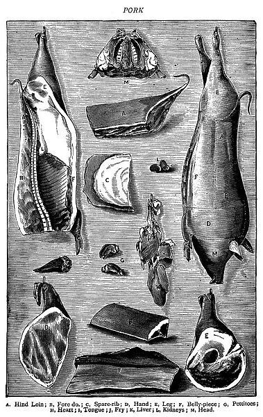 Antique recipes book engraving illustration: Pork