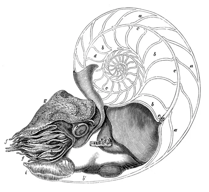 Framed Print : Antique sea animals engraving illustration: Pearly Nautilus Framed Print : Antique sea animals engraving illustration: Pearly Nautilus