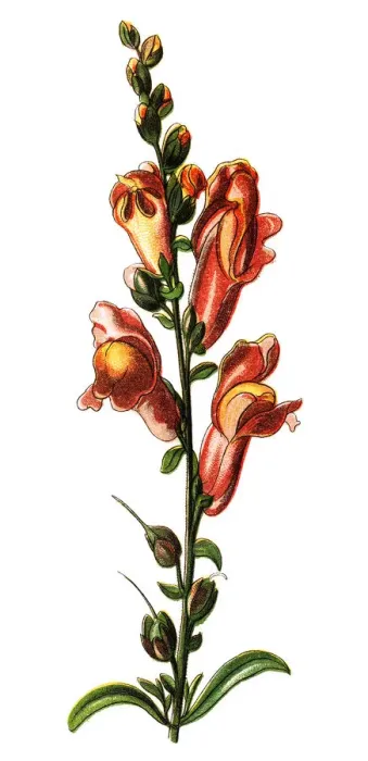 Framed Print : Antirrhinum majus (common snapdragon; often - especially in horticulture - simply Framed Print : Antirrhinum majus (common snapdragon; often - especially in horticulture - simply