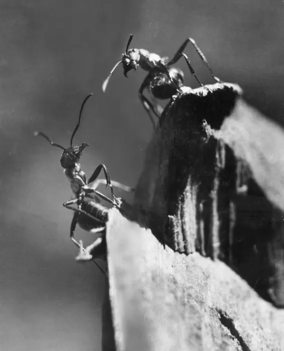 Framed Print : Two Ants. 5th May 1948: A worker ant encountering an ant Framed Print : Two Ants. 5th May 1948: A worker ant encountering an ant