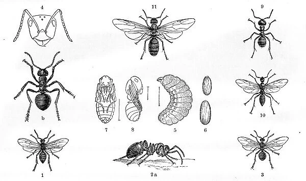 Ants engraving 1884