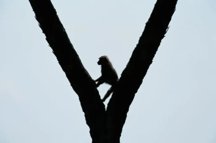 Framed Print : Anubis baboon (Papio anubis) in tree, silhouette, Kenya Framed Print : Anubis baboon (Papio anubis) in tree, silhouette, Kenya
