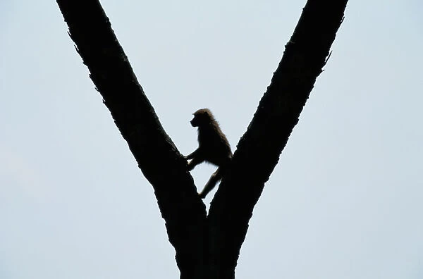 Anubis baboon (Papio anubis) in tree, silhouette, Kenya