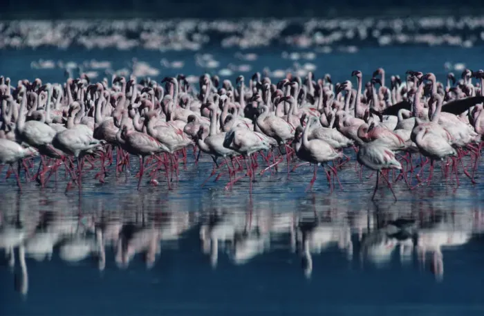Framed Print : Anup Shah Wildlife Photography Framed Print : Anup Shah Wildlife Photography