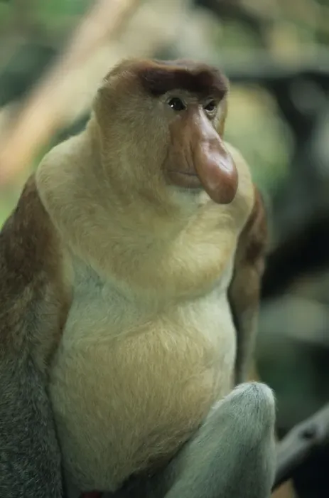 Framed Print : Anup Shah Wildlife Photography Framed Print : Anup Shah Wildlife Photography