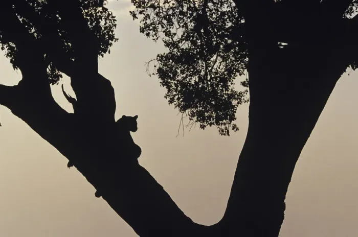 Framed Print : Anup Shah Wildlife Photography Framed Print : Anup Shah Wildlife Photography