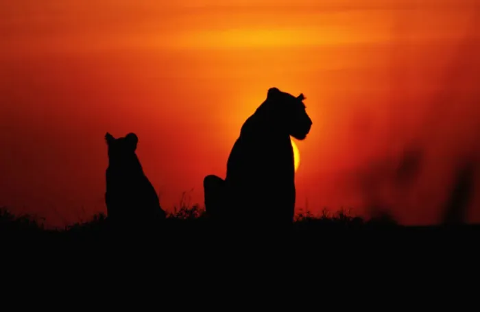 Framed Print : Anup Shah Wildlife Photography Framed Print : Anup Shah Wildlife Photography