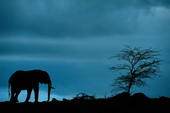 Framed Print : Anup Shah Wildlife Photography