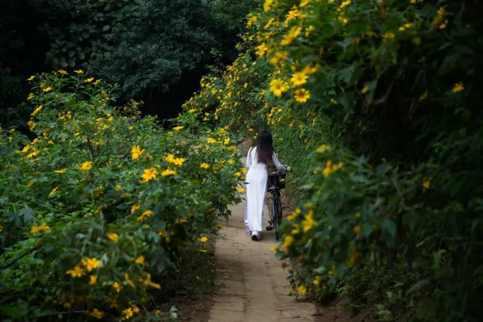 Framed Print : Ao Dai - Woman with bycicle walking between flower plant Framed Print : Ao Dai - Woman with bycicle walking between flower plant