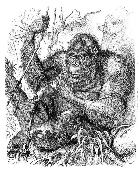 Ape (Simia Satyrus)
