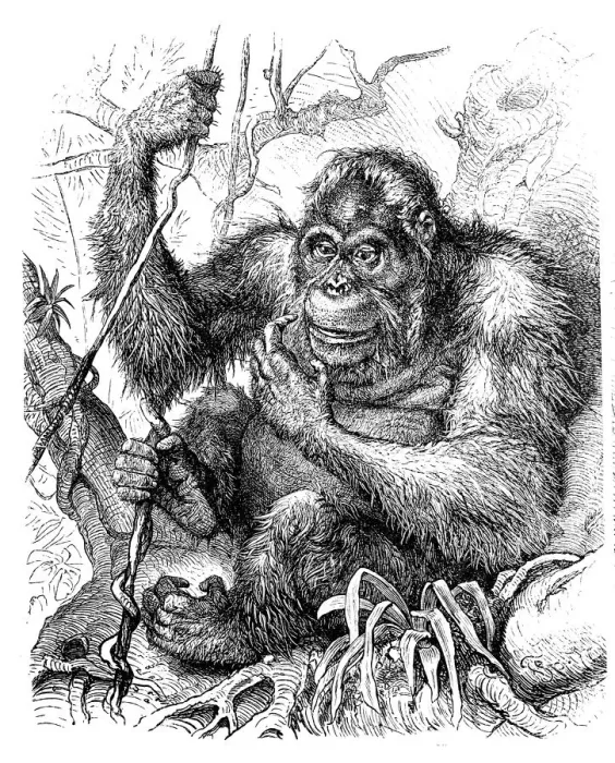 Framed Print : Ape (Simia Satyrus) Framed Print : Ape (Simia Satyrus)