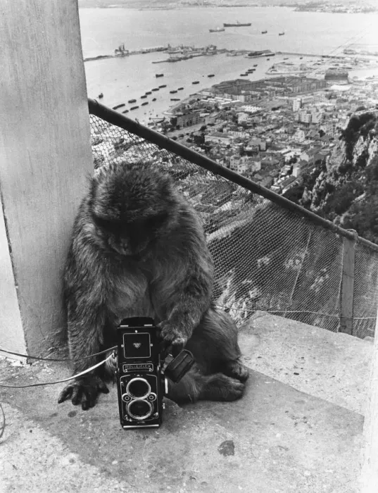Framed Print : The Apes Of Gibraltar Framed Print : The Apes Of Gibraltar
