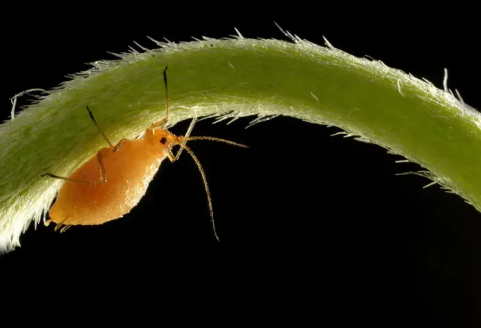 Framed Print : Aphid -Aphidoidea-, nymph on a flower stem of a Daisy -Bellis perennis-, pest, Baden-Wurttemberg, Germany Framed Print : Aphid -Aphidoidea-, nymph on a flower stem of a Daisy -Bellis perennis-, pest, Baden-Wurttemberg, Germany