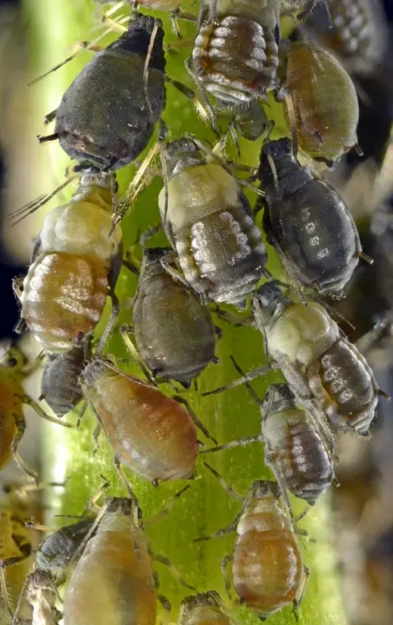 Framed Print : Aphids -Aphidoidea-, colony, pests, macro shot, Baden-Wurttemberg, Germany Framed Print : Aphids -Aphidoidea-, colony, pests, macro shot, Baden-Wurttemberg, Germany