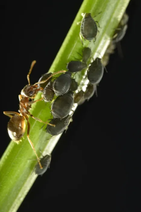 Framed Print : Aphids -Aphidoidea- being milked by an Ant -Formidicae-, beneficial insects and pests, macro shot, Baden-Wurttemberg, Germany Framed Print : Aphids -Aphidoidea- being milked by an Ant -Formidicae-, beneficial insects and pests, macro shot, Baden-Wurttemberg, Germany