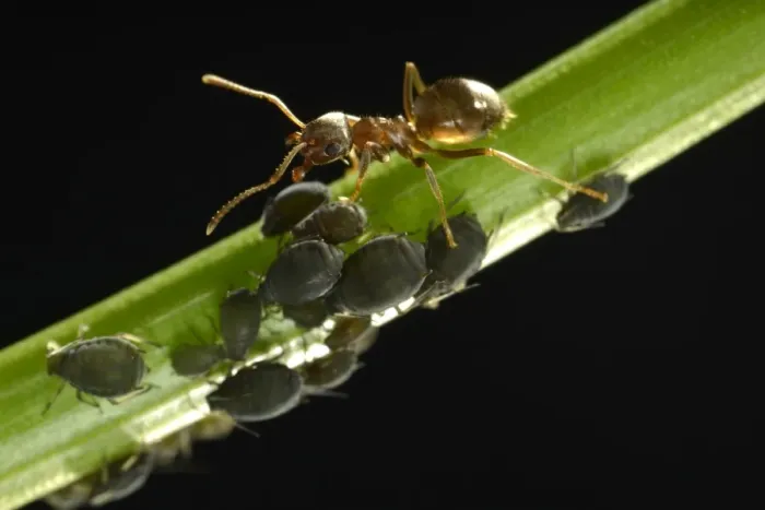 Framed Print : Aphids -Aphidoidea- being milked by an Ant -Formidicae-, beneficial insects and pests, macro shot, Baden-Wurttemberg, Germany