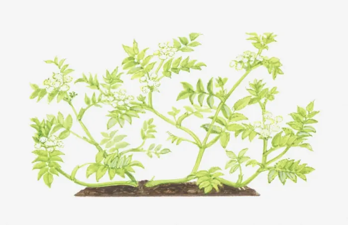 Framed Print : apium, apium nodiflorum, botany, cut out, flower, foliage, fools water-cress Framed Print : apium, apium nodiflorum, botany, cut out, flower, foliage, fools water-cress