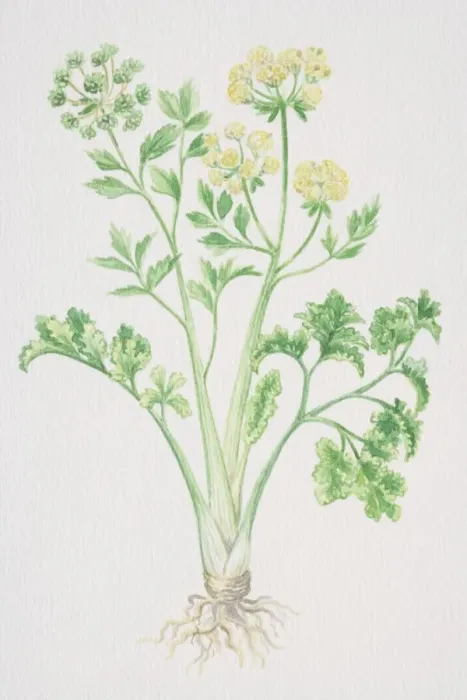 Framed Print : Apium graveolens, Smallage or Celery, flowering plant seeding Framed Print : Apium graveolens, Smallage or Celery, flowering plant seeding
