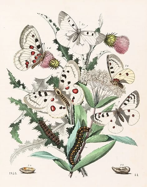 Apollo butterflies engraving 1853