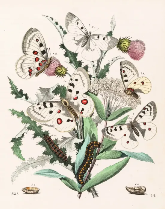 Framed Print : Apollo butterflies engraving 1853 Framed Print : Apollo butterflies engraving 1853