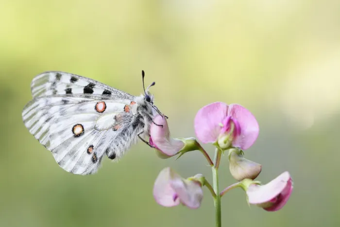 Framed Print : Apollo Butterfly -Parnassius apollo-, Tyrolean Oberland, Tyrol, Austria Framed Print : Apollo Butterfly -Parnassius apollo-, Tyrolean Oberland, Tyrol, Austria