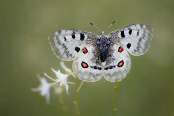 Framed Print : Apollo or Mountain Apollo -Parnassius apollo- butterfly sitting on a grass lily, Germany Framed Print : Apollo or Mountain Apollo -Parnassius apollo- butterfly sitting on a grass lily, Germany