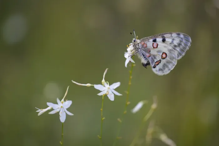 Framed Print : Apollo or Mountain Apollo -Parnassius apollo- butterfly sitting on a grass lily, Germany Framed Print : Apollo or Mountain Apollo -Parnassius apollo- butterfly sitting on a grass lily, Germany