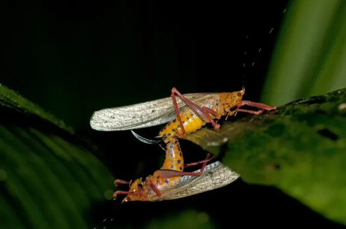 Framed Print : Aposematic Bush crickets -Tettigoniidae spec. -, mating, Tiputini rain forest, Yasuni National Park, Ecuador Framed Print : Aposematic Bush crickets -Tettigoniidae spec. -, mating, Tiputini rain forest, Yasuni National Park, Ecuador