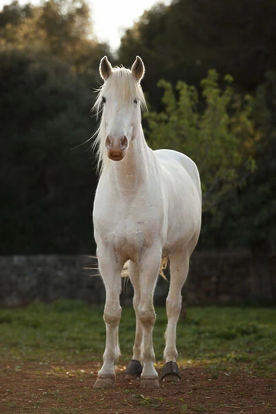 Appaloosa mix, grey horse, gelding, curious look, Majorca, Balearic Islands, Spain