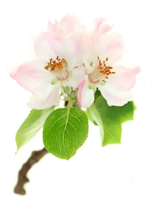 Framed Print : Apple blossom Framed Print : Apple blossom