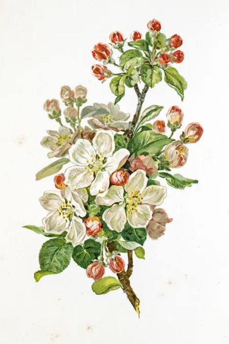 Framed Print : Apple blossom 19 century illustration Framed Print : Apple blossom 19 century illustration