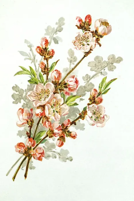Framed Print : Apple blossom 19 century illustration Framed Print : Apple blossom 19 century illustration