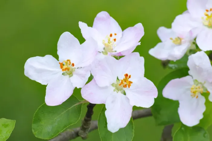 Framed Print : Apple blossoms Framed Print : Apple blossoms