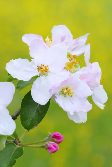 Framed Print : Apple blossoms Framed Print : Apple blossoms