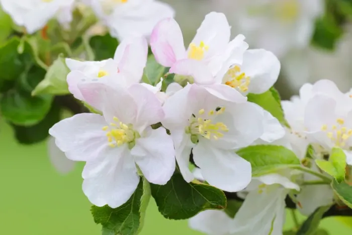 Framed Print : Apple blossoms Framed Print : Apple blossoms