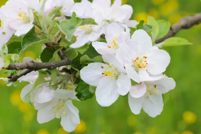 Framed Print : Apple blossoms Framed Print : Apple blossoms