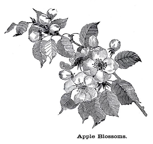 Apple blossoms engraving 1896