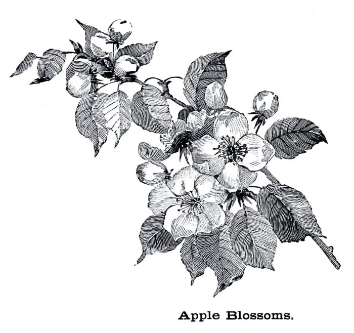 Framed Print : Apple blossoms engraving 1896 Framed Print : Apple blossoms engraving 1896