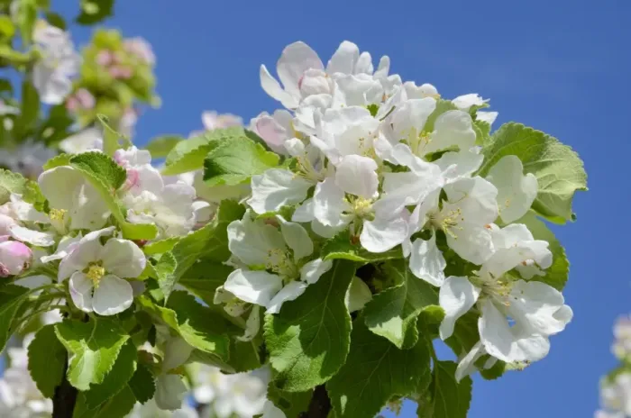 Framed Print : Apple blossoms -Malus sp. Hybrids Mill. - Framed Print : Apple blossoms -Malus sp. Hybrids Mill. -