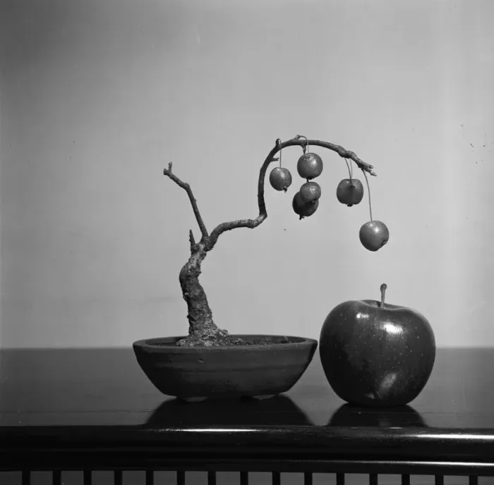 Framed Print : Apple Bonsai Framed Print : Apple Bonsai